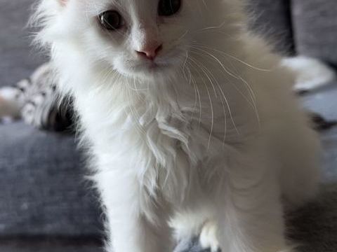 Magnifique chatons Maine Coon polydactiles pp &agrave; r&eacute;server 1000 59300 Valenciennes