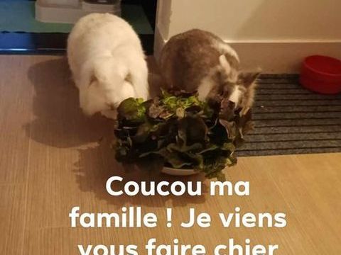 Lapine nain t&ecirc;te de lion tricolore
Lapin B&eacute;lier t&ecirc;te de lion 0 45000 Orl�ans