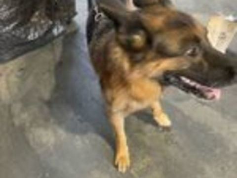   Don Berger Allemand  mal et malinois croisée femelle  
