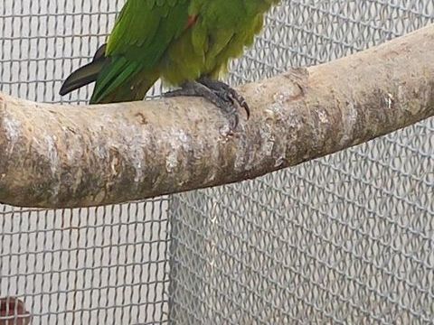 Perdu ara noble 0 79000 Niort