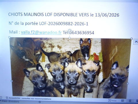 Chiots malinois LOF 600 43400 Le chambon-sur-lignon