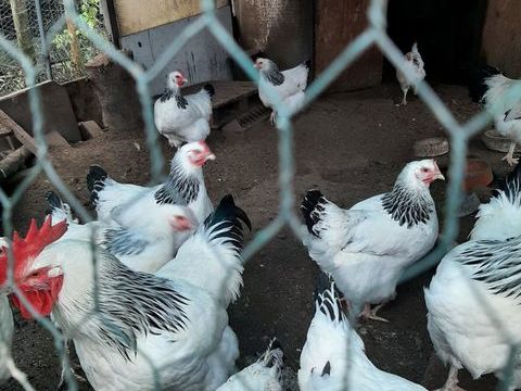 Oeufs de poules Sussex f&eacute;cond&eacute;s &agrave; couver 2 68270 Wittenheim