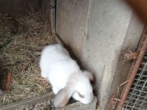 Lapin b&eacute;lier 20 50300 Avranches