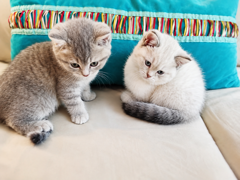 Chatons British 700 75015 Paris
