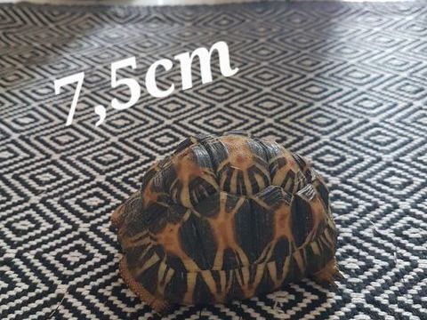 Tortue terrestre 400 77430 Champagne-sur-seine