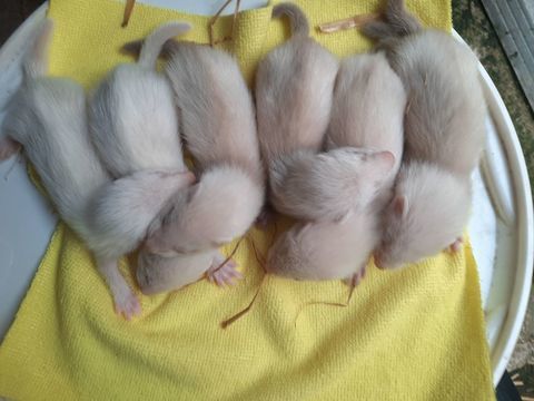Furet 30 08360 Château-porcien