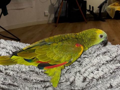 Perroquet : Amazone à front bleu 700 36000 Chteauroux