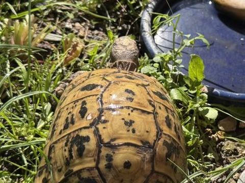 Tortue graeca nabeulensis 80 06250 Mougins