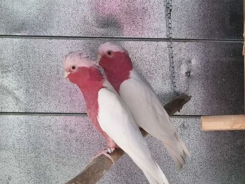 Couple cacatoes rosalbin lutino EPP NC 3200 22120 Pommeret