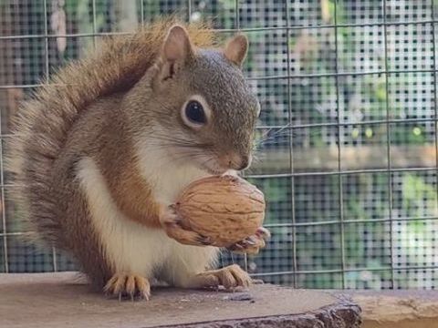 Un petit compagnon roux 700 77400 Lagny-sur-marne