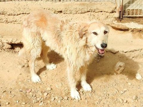 Gomez 10 ans, un amour de chien &agrave; aimer 195 24140 Douville