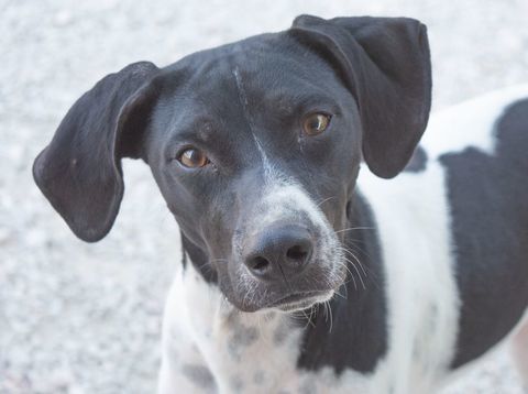 NICK 300 95610 �ragny