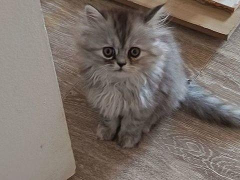 Chaton persan 500 59494 Petite-forêt