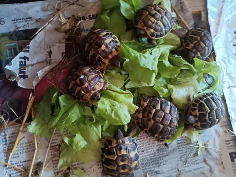 TORTUES DE TERRE GREECCA de 3 mois et 60 62000 Arras