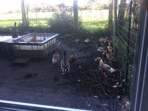 Canard kaki Campbell de l'ann&eacute;e 2025
10 59850 Nieppe