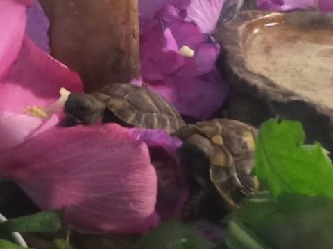 Jeunes tortues de terre &agrave; adopter 65 69360 Sérézin-du-rhône