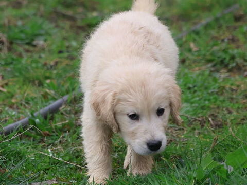 Chiots m&acirc;les et femelles GOLDEN RETRIEVER
1000 49490 Noyant