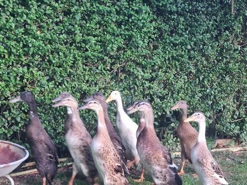 Canard, cane et oie 25 59290 Wasquehal