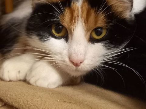 ALCALINE 115 95420 Saint-gervais