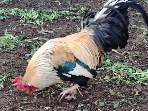 C&egrave;de jeune coq 1an et demi 10 24800 Saint-romain-et-saint-clément