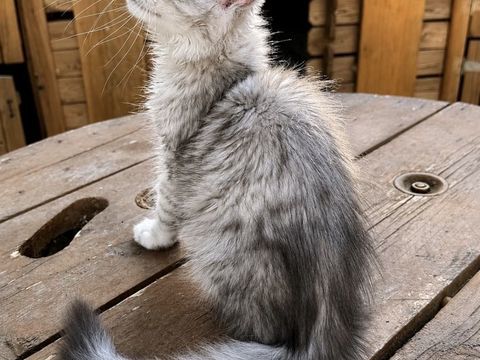 Magnifique femelle Maine Coon LOOF 1200 13400 Aubagne