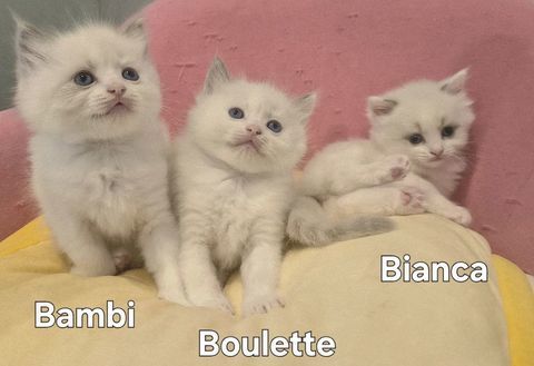 Adorables chatonnes Ragdoll a r&eacute;server 1400 14000 Caen