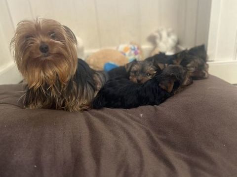 Yorkshire terrier 1100 85220 La chapelle-hermier