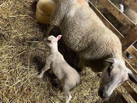 Brebie avec agneaux 240 35133 L�cousse