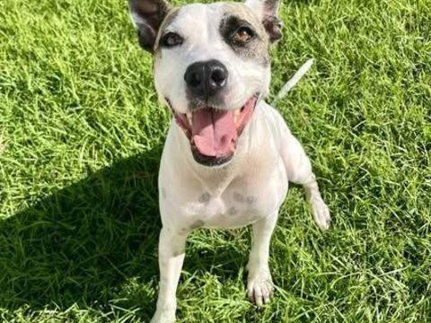 Hanae, femelle crois&eacute;e berger n&eacute;e le 03/11/2023 🐶 380 60000 Allonne
