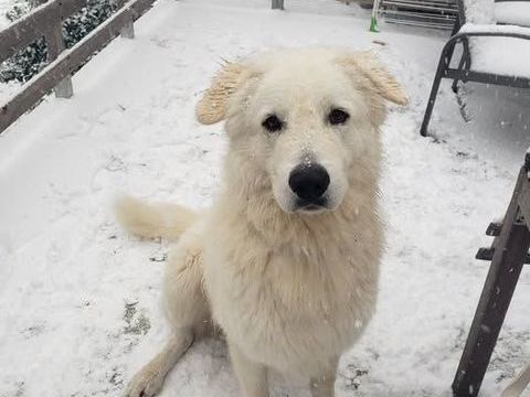 Chien SHIRO &agrave; l adoption 350 26160 Le po�t-laval