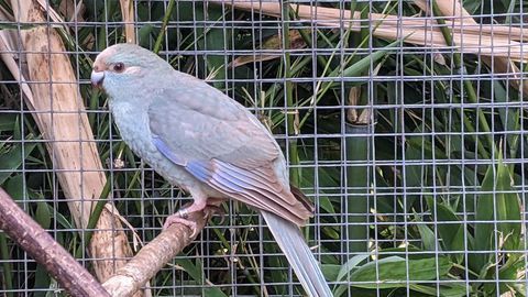  femelle kakariki bleu cinamon 
60 56000 Vannes