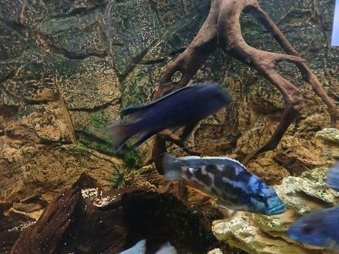 de malawis 17 77500 Chelles