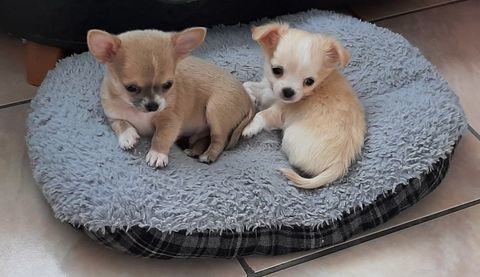 Chiot chihuahua 900 62660 Beuvry