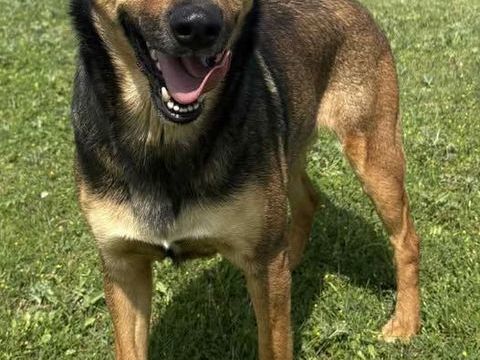 Chien NIKITA à l adoption 210 34500 Bziers