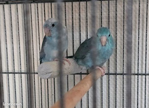 Perruche Moineau C&eacute;leste 50 71100 Chalon-sur-sa�ne