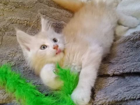 Magnifique B&eacute;b&eacute; Maine Coon m&acirc;le Red Silver 1600 77300 Fontainebleau