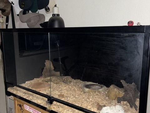 Serpent avec terrarium 300 69400 Villefranche-sur-sa�ne