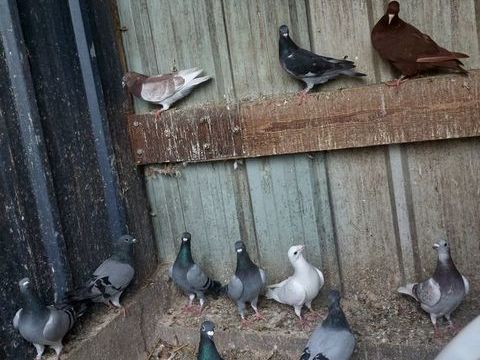 pigeons voyageurs 20 80270 Belloy-saint-l�onard