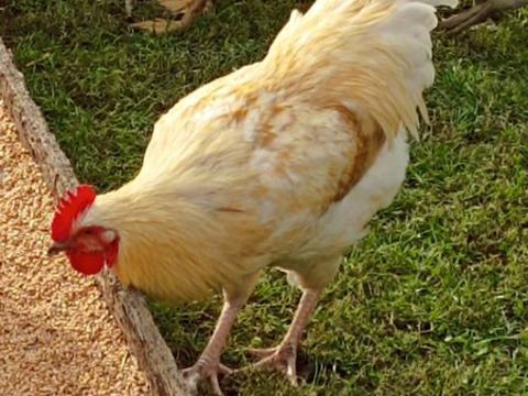 jeune coq 10 88330 Moriville