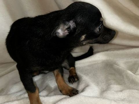 Chihuahua 550 75012 Paris