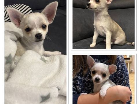 Chiot chihuahua 870 56910 Carentoir