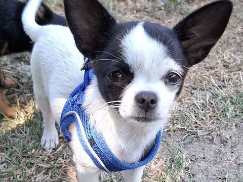 Chiot chihuahua femelle 0 42320 Farnay