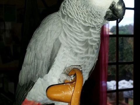 PERDU GRIS DU GABON 0 34160 Saussines