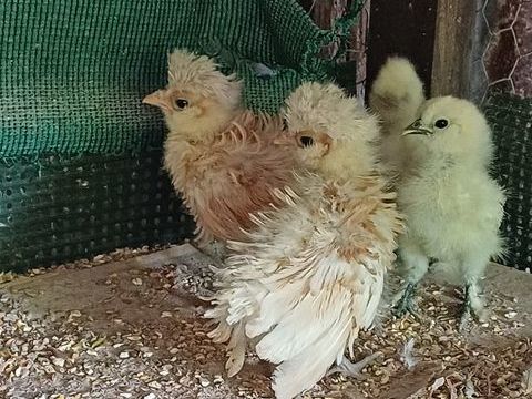 Padoue chamois&eacute; fris&eacute; et lisse 13 79370 Fressines