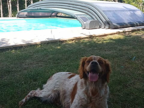 A r&eacute;server chiots 4 males et 1 femelle. 950 42450 Sury-le-comtal