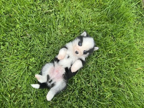 Pomsky mini husky 1400 76440 Roncherolles-en-bray