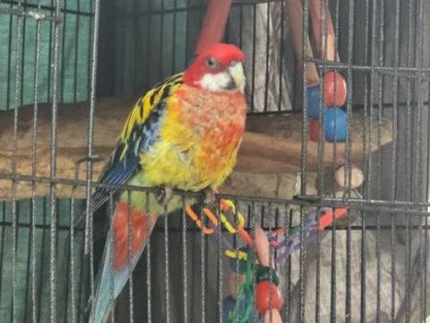 Recherche une compagne pour ma perruche omnicolore. 0 60550 Verneuil-en-halatte