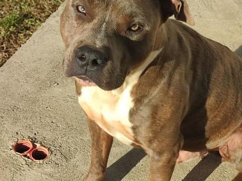 Américan Staffordshire Terrier 0 44350 Gurande