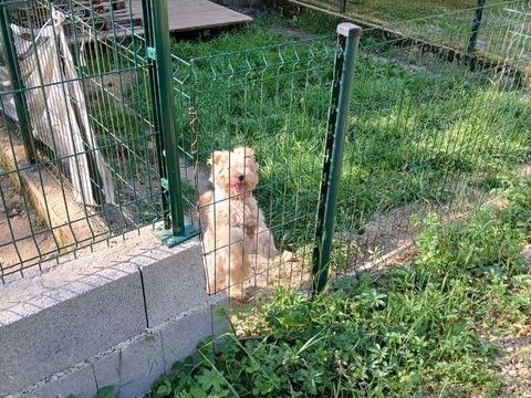 Donne fox terrier contre les bon soins 0 71390 Sainte-h�l�ne
