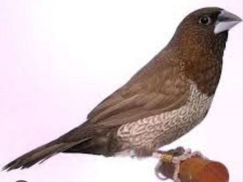 Recherche moineau du Japon 0 14370 Croissanville